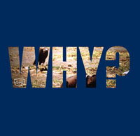 WF Tshirt